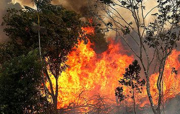 حرائق الغابات بتونس