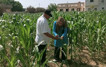 زراعة مطروح ... المرور على زراعات الذرة الشامية بالحمام لتقديم الدعم للمزارعين
