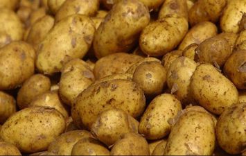 صادرات مصر من البطاط