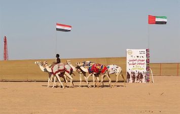 مهرجان الهجن بمطروح