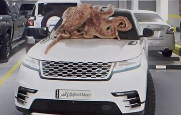 أخطبوط ضخم يحطم سيارة في قطر