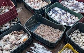 أسعار الأسماك والمأكولات البحرية بالفيوم