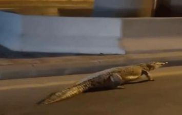  حقيقة تجول تمساح ضخم في شوارع ليبيا