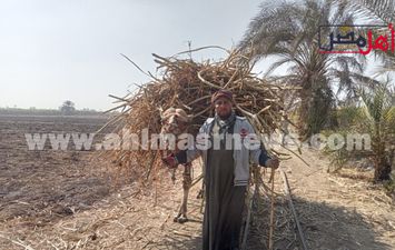 أبوالمعاطي أشهر جمال بقنا 