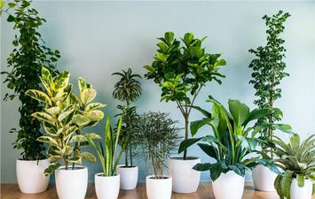 أنواع نباتات مثالية لزراعتها في غرفة الأطفال