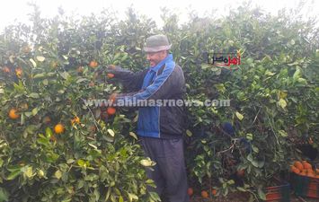 حصاد البرتقال في مزارع كفر الشيخ 