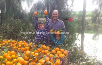 حصاد البرتقال واليوسفي بكفر الشيخ