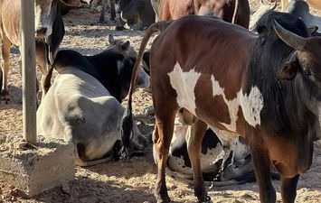  وصول 1500 رأس ماشية سودانية إلى مجزر وادي دارا برأس غارب