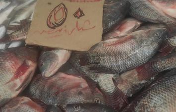 تجار بورسعيد يخفضون أسعار الأسماك بنسب وصلت إلى 50% 