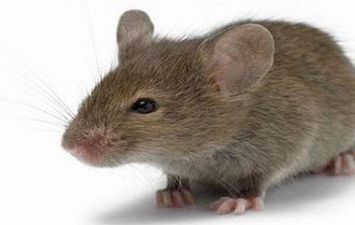 رجل يُصاب بعدوى خطيرة بسبب مطاردة فأر