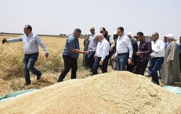 &quot;سنابل الخير&quot; فرحة بين مزارعى جنوب بورسعيد خلال حصاد محصول القمح..