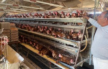 أعلاف الدواجن