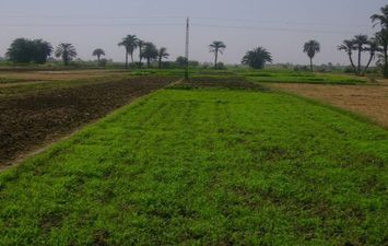 الاراضي الزراعية المصرية