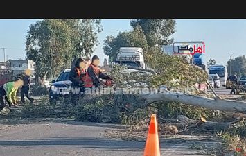 سقوط شجرة عملاقة بالفيوم