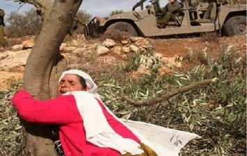 قطع الأشجار في فلسطين