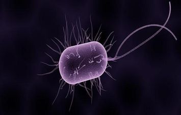 جرثومة المعدة