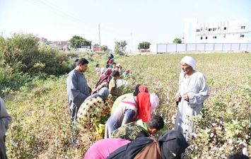 مساحة الأراضي المزروعة بالقطن بالفيوم 