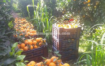 حصاد البرتقال 
