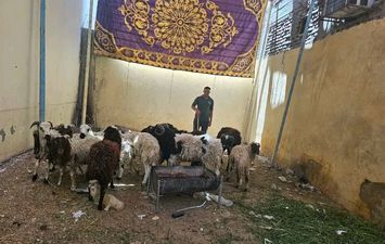 الماشية 