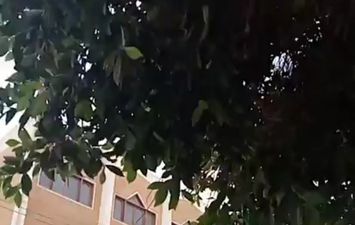 محيط اللجان 
