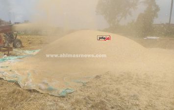 حصاد محصول القمح بكفر الشيخ 