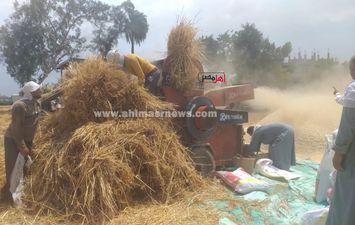 محصول القمح  