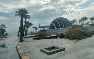 خسائر عاصفة الإسكندرية