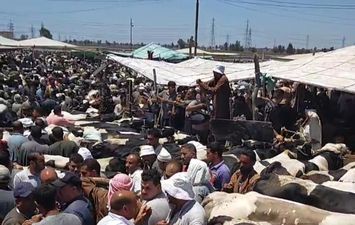 سوق الماشية بكفر الشيخ 