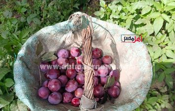 حصاد البرقوق 