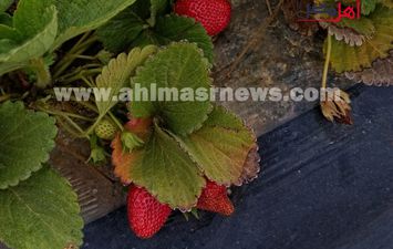 حصاد الفراولة