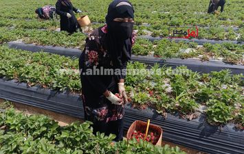 حصاد الفراولة
