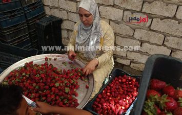 مراحل تجهيز الفراولة في المصانع