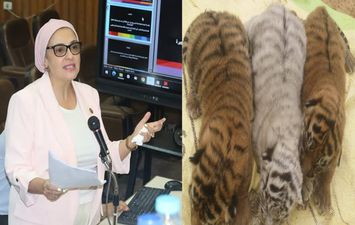 النائبة سميرة الجزار تدين إعدام نمور واسود حديقة حيوان الجيزة 