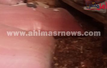 الغلال 