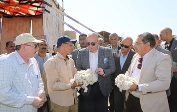 محصول القطن ببنى سويف 