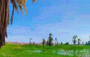 منسوب النيل في أراضي طرح النيل بقنا