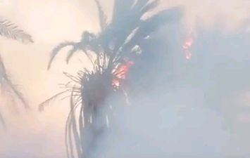 اشجار النخيل