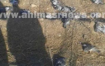 إبادة  الحمام الجبلي في قنا 