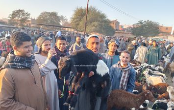 سوق المواشي في سوهاج 