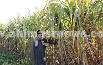 قصب السكر بقنا 