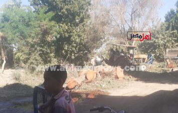 قطع الاشجار المعمرة 