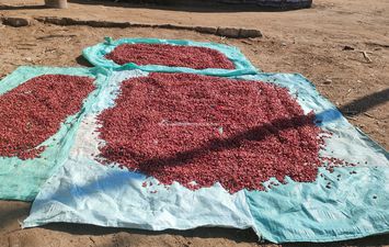 موسم حصاد الشطه