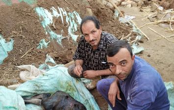 ولادة عجل برأسين ببنى سويف 