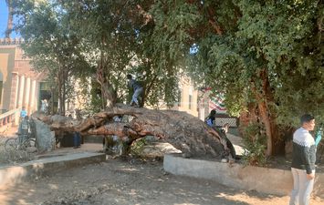 الشجره الباكية