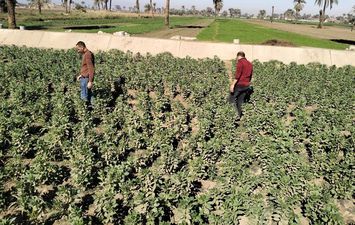 المحاصيل الشتوية