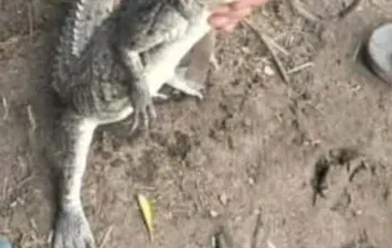 تمساح بلبيس 