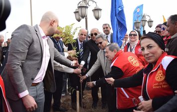 زراعة شجرة ماهوجنى 