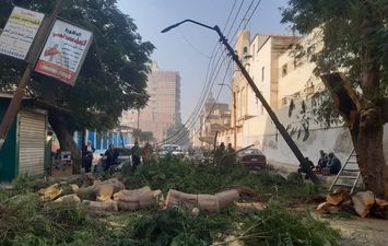 سقوط شجرة أمام مدرسة ببنى سويف 
