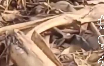 صورة التمساح