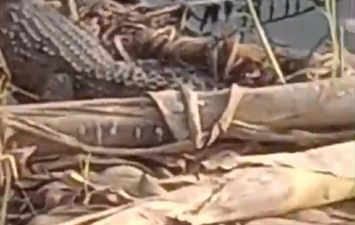 صورة للتمساح